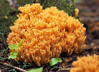 coral mushroom graphic